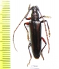 Cerambycidae sp.  Panama - INSECTS-STORE.RU