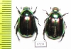 Rutelinae sp.  Laos - INSECTS-STORE.RU