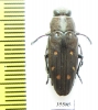 Chrysobothris sp.  Mexico - INSECTS-STORE.RU