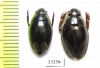 Gyrinidae sp.  Laos - INSECTS-STORE.RU