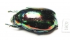 Rutelinae sp.  Laos - INSECTS-STORE.RU
