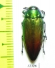 Actenodes alluaudi  Madagascar - INSECTS-STORE.RU