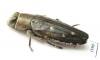 Chrysobothris sp.  Mexico - INSECTS-STORE.RU