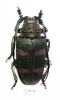 Cerambycidae sp.  South Africa Rep. - INSECTS-STORE.RU