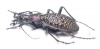 Carabus (Acoptolabrus) lopatini, male  Russia, Sakhalin isl. - INSECTS-STORE.RU