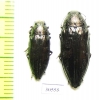 Buprestis maculativentris, pair  Canada - INSECTS-STORE.RU