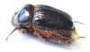 Parisomorphus niger  Madagascar - INSECTS-STORE.RU