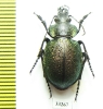 Callisthenes reticulatus earinus, male  Kazakhstan - INSECTS-STORE.RU