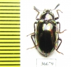 Tenebrionidae sp.  Indonesia, Sumatra - INSECTS-STORE.RU