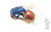 Chrysididae sp.  Russia, Moscow reg. - INSECTS-STORE.RU