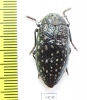 Julodis mathiesseni  Iran, Fars prov. - INSECTS-STORE.RU