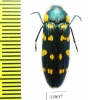 Madecacesta gaudroni  Madagascar - INSECTS-STORE.RU