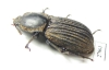 Tenebrionidae sp.  Australia - INSECTS-STORE.RU