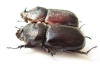 Oryctes rhinoceros  Thailand - INSECTS-STORE.RU