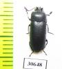 Toxicum sp.  Indonesia, Kalimantan - INSECTS-STORE.RU