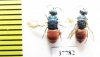 Chrysididae sp.  Russia, Moscow reg. - INSECTS-STORE.RU