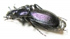 Carabus (Archiplectes) rousianus svetlanae  Abkhazia - INSECTS-STORE.RU