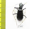 Oxycheila sp.  Ecuador - INSECTS-STORE.RU