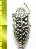 Julodis aeneipes  Iran, Sistan and Baluchestan prov. - INSECTS-STORE.RU