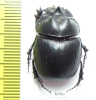 Catharsius sp.  Zambia - INSECTS-STORE.RU