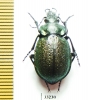 Callisthenes reticulatus earinus, female  Kazakhstan - INSECTS-STORE.RU