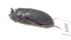 Toxicum sp.  Indonesia, Kalimantan - INSECTS-STORE.RU