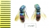 Chrysididae sp.  Russia, Tver reg. - INSECTS-STORE.RU