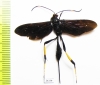Ichneumonoidea sp.  South Africa Rep. - INSECTS-STORE.RU