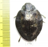 Polybothris sparsula  Madagascar - INSECTS-STORE.RU