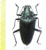 Praemallaspis sp.  Colombia - INSECTS-STORE.RU