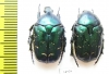 Protaetia caucasica  Armenia - INSECTS-STORE.RU