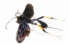 Ichneumonoidea sp.  South Africa Rep. - INSECTS-STORE.RU