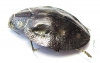 Polybothris sparsula  Madagascar - INSECTS-STORE.RU