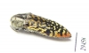 Acmaeodera haemorrhoa  USA - INSECTS-STORE.RU