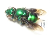 Hymenoptera sp.  Peru - INSECTS-STORE.RU