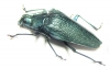 Praemallaspis sp.  Colombia - INSECTS-STORE.RU