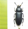 Toxicum sp.  Indonesia, Sulawesi - INSECTS-STORE.RU