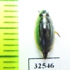 Gyrinidae sp.  South Africa Rep. - INSECTS-STORE.RU