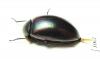 Tenebrionidae sp.  Australia - INSECTS-STORE.RU