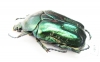 Protaetia caucasica  Armenia - INSECTS-STORE.RU