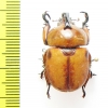 Ceroplophana modiglianii borneensis  Malaysia, Borneo - INSECTS-STORE.RU