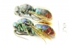 Chrysididae sp.  Russia, Tver reg. - INSECTS-STORE.RU