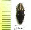 Chrysobothris parvipunctata  Iran, Khuzestan prov. - INSECTS-STORE.RU