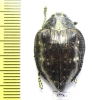 Polybothris sp.  Madagascar - INSECTS-STORE.RU