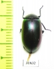 Tenebrionidae sp.  Australia - INSECTS-STORE.RU