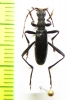 Cerambycidae sp.  China, Shaanxi prov. - INSECTS-STORE.RU