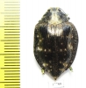 Polybothris sp.  Madagascar - INSECTS-STORE.RU