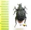 Brachycerus lutosus  Georgia - INSECTS-STORE.RU