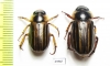 Rutelinae sp., pair  Panama - INSECTS-STORE.RU