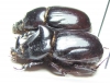 Papuana sp., pair  Solomon isls. - INSECTS-STORE.RU
